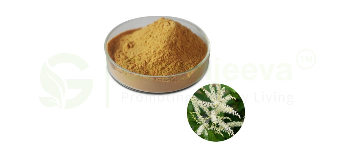 black cohosh powder